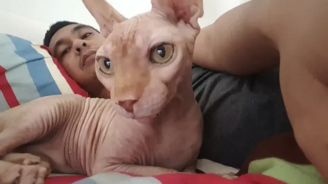 Jenis kucing peliharaan