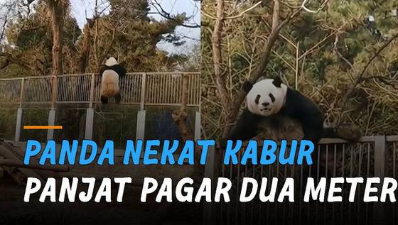 VIDEO: Panjat Pagar Setinggi Dua Meter, Seekor Panda Raksasa Nekat Kabur