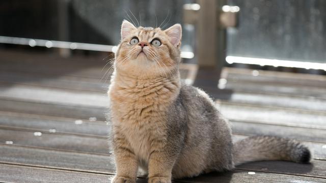 5 Jenis Kucing Bulu Pendek yang Cocok Dijadikan Anabul Kesayangan ...