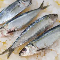 Ilustrasi ikan kembung. (Photo Copyright by Freepik)