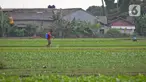 Aktivitas petani sayuran di Jalan Irigasi, Neglasari, Kota Tangerang, Senin (11/7/2022). Para petani sayuran di tempat tersebut menanam sayuran bayam dan caisim yang nantinya akan dijual di Pasar tradisional di Kota Tangerang. (Liputan6 com/Angga Yuniar)