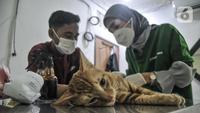 Dokter hewan melakukan sterilisasi kucing peliharaan di Radhiyan Pet and Care, Rawamangun, Jakarta Timur, Senin (20/6/2022). Dinas KPKP DKI Jakarta dan klinik hewan dan komunitas pecinta kucing menggelar pemeriksaan hewan peliharaan seperti vaksin rabies dan sterilisasi secara gratis menyambut HUT ke-495 Jakarta. (merdeka.com/Iqbal S. Nugroho)