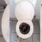 Ular piton yang mengumpet di dalam toilet warga. (Daily Mail)