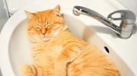 Ilustrasi kucing tidur. (Credit: Shutterstock)