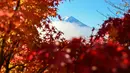 Dengan puncak gunung yang tertutup salju, terutama di musim dingin dan semi, menciptakan kontras visual yang menakjubkan dengan lanskap di bawahnya. Tampak dalam foto, Gunung Fuji, gunung tertinggi di Jepang dengan ketinggian 3.776 meter (12.460 kaki), terlihat di balik daun-daun musim gugur dari kota Fujikawaguchiko, Prefektur Yamanashi, pada Senin 17 November 2025 pagi hari. (Caroline GARDIN/AFP)