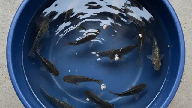 Jenis Ikan yang Bisa Diternak Cuma Pakai Ember. Gemini