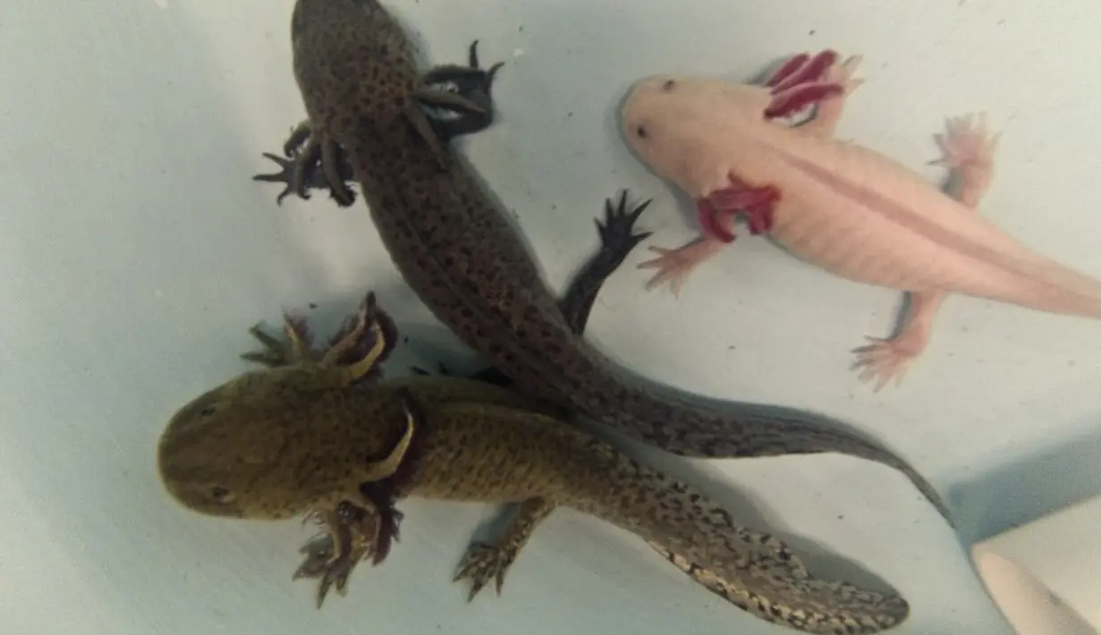 Panjang Axolotl bisa mencapai 15-30 cm. Warna tubuh mereka rata-rata hitam atau coklat kepirangan dan ada juga yang albino dengan warna yang lucu misalnya merah muda, Meksiko selatan (29/8/2014) (AFP PHOTO/RONALDO SCHEMIDT)