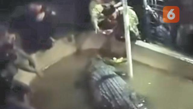 Momen saat sebelum Baco diterkam buaya (Liputan6.com/Istimewa)