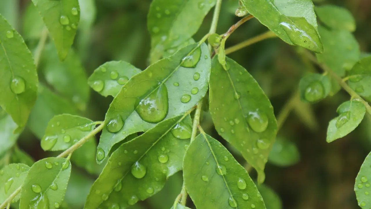 Daun kari