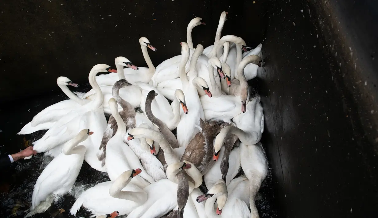 Olaf Niess menangkap angsa untuk dibawa menuju rumah musim dingin di sungai Alster, kota Hamburg, Jerman, 20 November 2018. Dikatakan, tradisi memindahkan angsa dari sungai Alster sudah dilakukan ratusan tahun yang lalu. (DANIEL REINHARDT/DPA/AFP)