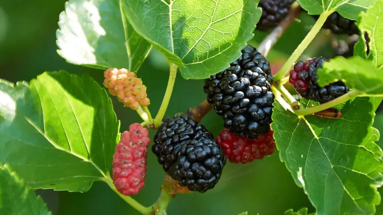 Mulberry
