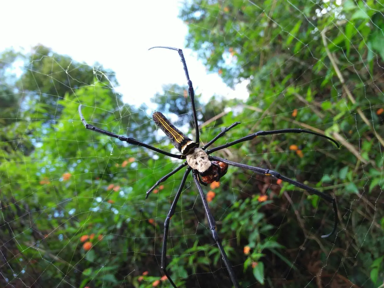Laba-laba sudah membuat sarang dan menjaring mangsa di pagi hari hutan Cikole (foto:/edhie prayitno ige)