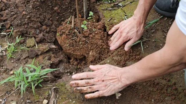 Renovasi Udara, Alam Sutera Tanam 2000 Pohon demi Lingkungan Lebih Baik