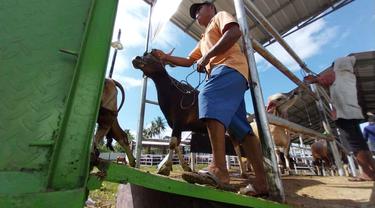 Pengiriman sapi dari Sulawesi Tengah ke Kalimantan.