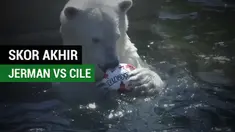 Berita video beruang kutub bernama Nika memberi prediksi skor akhir laga final Piala Konfederasi 2017, Jerman vs Cile.