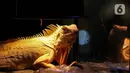 Seekor iguana dipamerkan dalam Exotique Pet Expo di Senayan Park, Jakarta, Kamis (28/10/2021). Pameran bagi pecinta reptil ini digelar dari tanggal 27 hingga 31 oktober 2021 mendatang. (Liputan6.com/Johan Tallo)