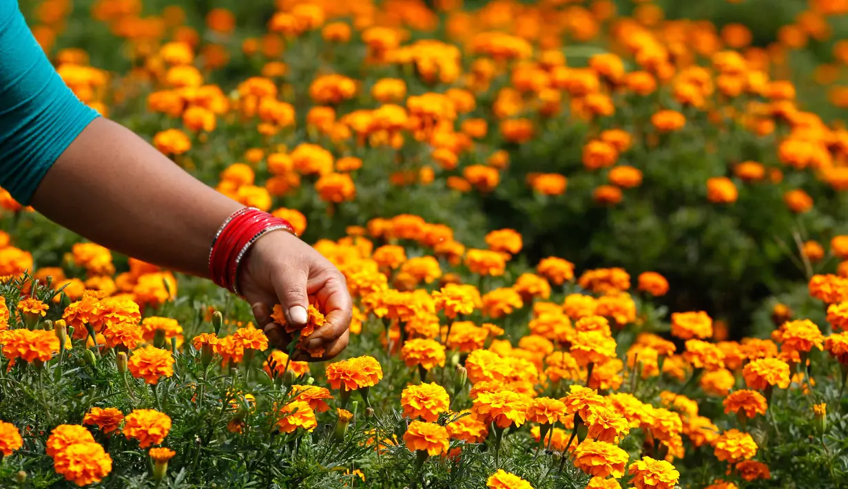Seorang wanita Nepal memetik bunga marigold di Kathmandu, Nepal, (17/10). Bunga ini merupakan bunga sakral di wilayah India dan Nepal. Bunga ini biasanya diletakkan seperti kalung di leher patung dewa. (AP Photo/Niranjan Shrestha)