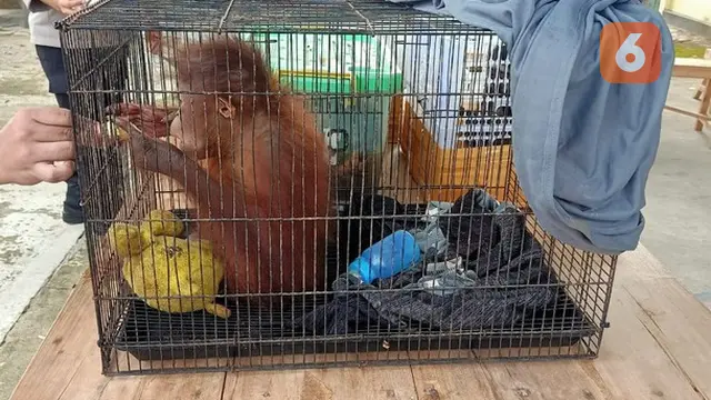 Anak orang utan saat disita Polres Boalemo di sebuah mobil minibus (Arfandi/Liputan6.com)