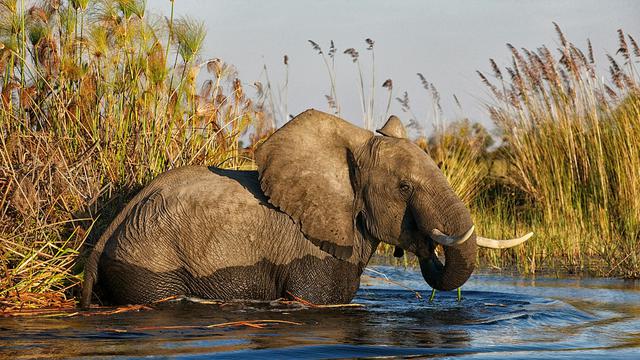 Okavango Delta, Botswana