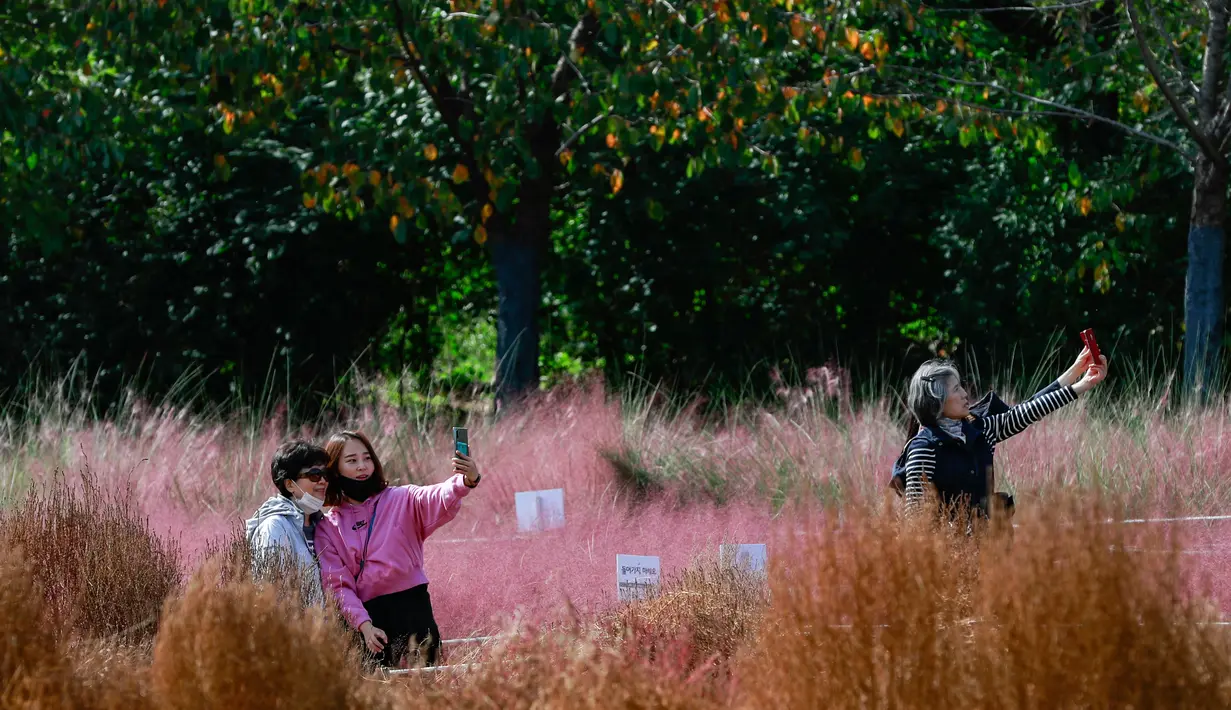 Sejumlah wanita berswafoto di tengah hamparan rumput muhly merah jambu di Taman Olimpiade di Seoul, Korea Selatan (15/10/2020). Korsel memutuskan untuk menurunkan pedoman jaga jarak sosial tiga tingkatnya ke level terendah setelah angka harian kasus COVID-19 relatif rendah.  (Xinhua/Wang Jingqiang)