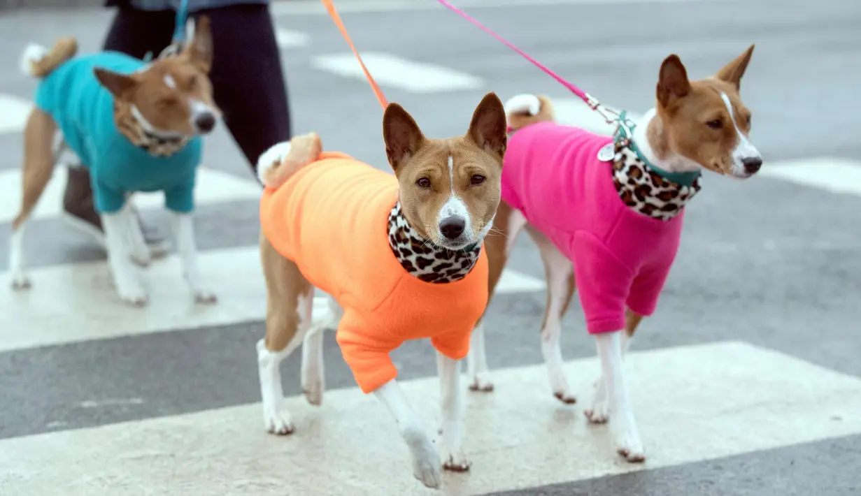 Anjing Shiba Inu Jepang tiba untuk hari kedua Crufts 2018 di NEC di Birmingham, Inggris, (9/3). Pertunjukan anjing utama Crufts menarik ribuan pendatang untuk berbagai kompetisi dan acara kepatuhan. (Aaron Chown / PA via AP)