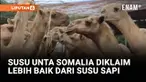 Somalia memiliki lebih dari 7 juta unta, dimana ini adalah jumlah terbanyak di dunia, tetapi hanya sebagian kecil susunya yang masuk ke pasar modern. Kini, peternakan unta mulai bermunculan di pinggiran kota Mogadishu.