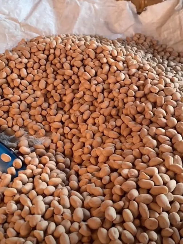 Kacang Listrik Jepara