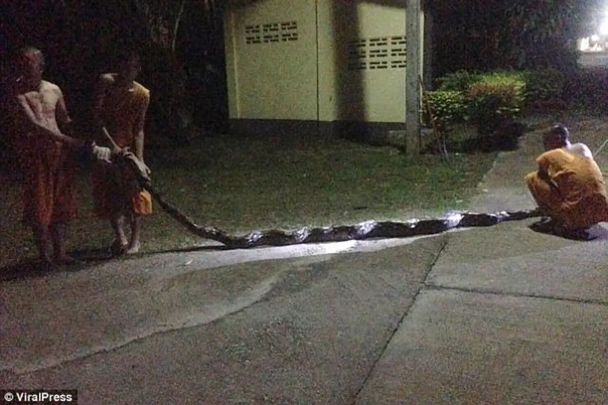 Ular piton yang menyerang seorang biarawati di Thailand. (Viral Press)
