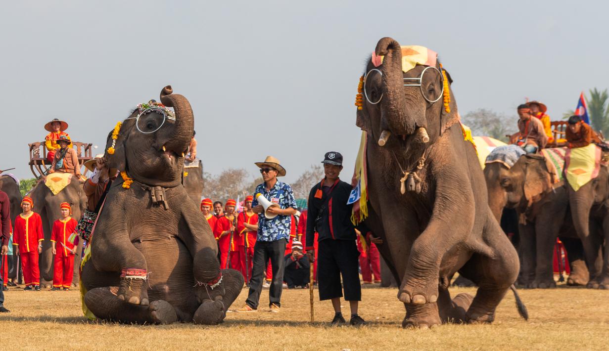 FOTO: Kemeriahan Festival Gajah di Laos - Global Liputan6.com