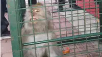 Sebanyak 25 monyet dipaksa mencari uang oleh majikannya. (Liputan6.com/Dian Kurniawan)