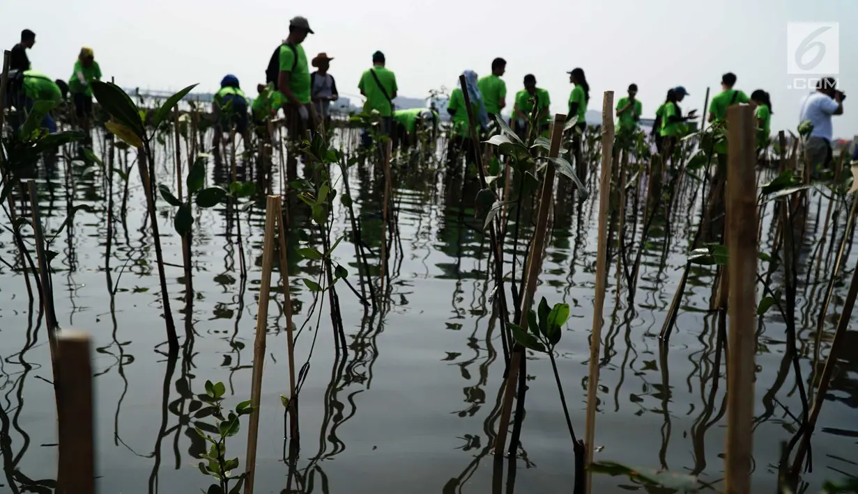 Karyawan PT Indofood Sukses Makmur Tbk menanam pohon bakau di Pesisir Merunda, Jakarta Utara, Sabtu (4/8). Kegiatan menanam 2000 batang pohon digelar dalam rangka menyambut hari Mangrove sedunia. (Liputan6.com/HO/Eko)