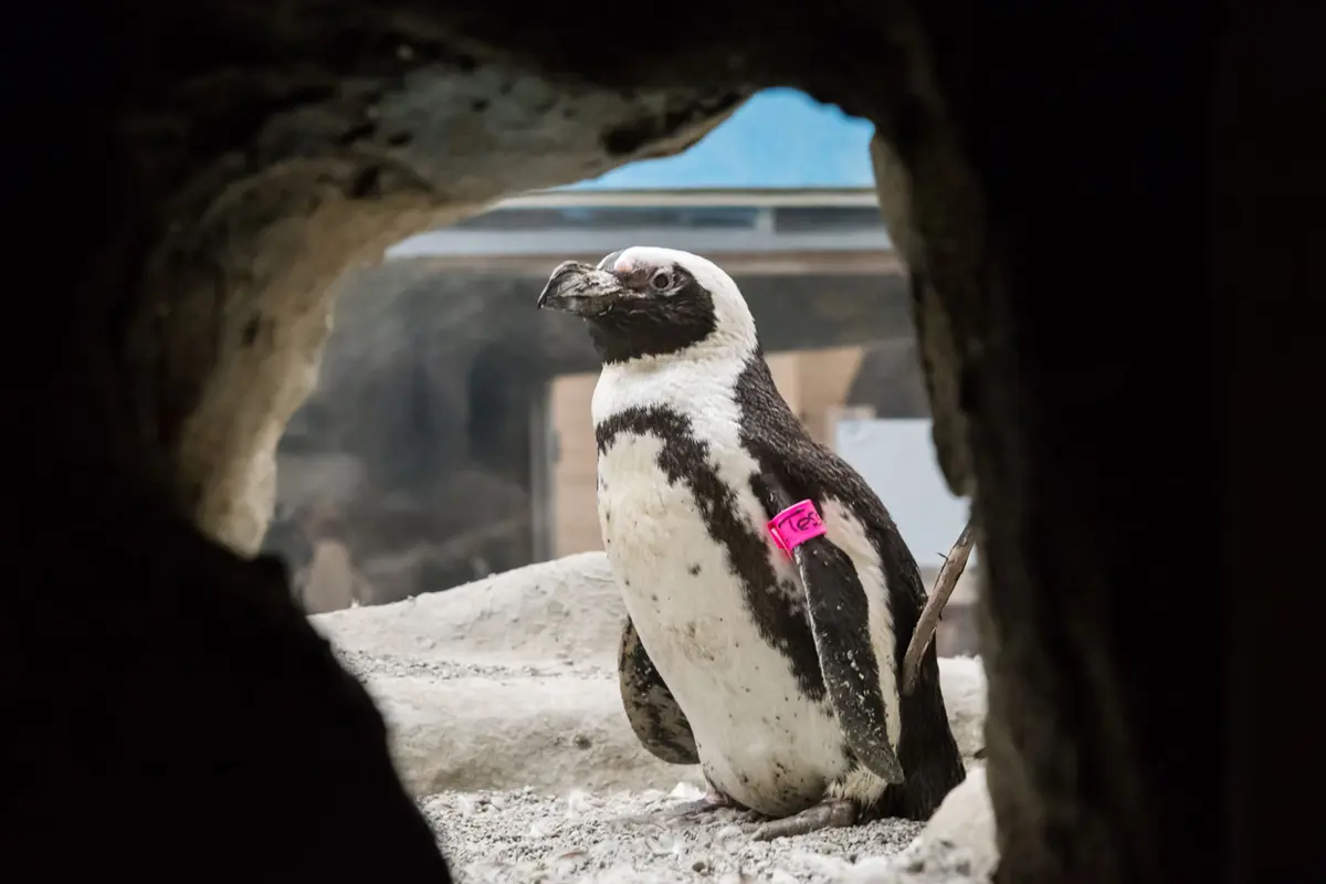 Inilah Pinguin Tertua di Dunia