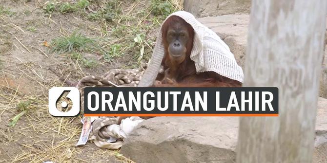 VIDEO: Kabar Baik, Orangutan yang Hampir Punah Lahir di Kebun Binatang AS