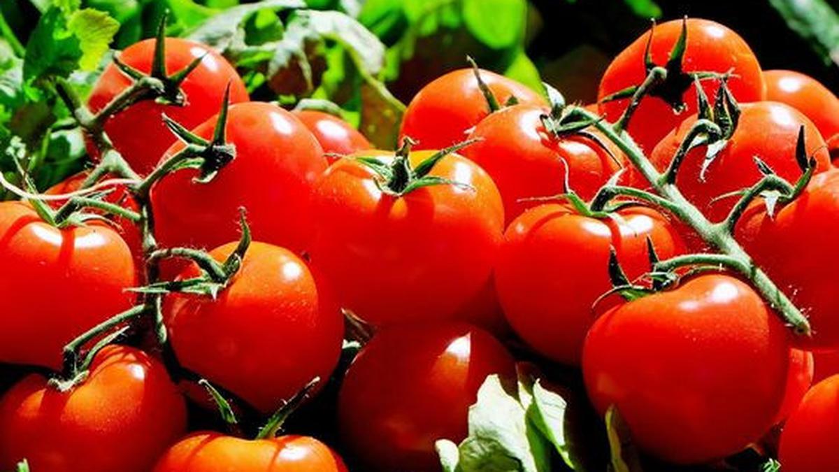 Manfaat Air Rebusan Tomat, Solusi Alami untuk Kolesterol Tinggi