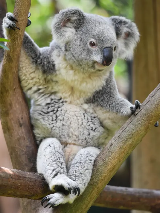 Seekor koala terlihat di Taman Safari Chimelong, Guangzhou, Provinsi Guangdong, China, Kamis (30/4/2020). Taman Safari Chimelong kembali dibuka untuk pengunjung dengan menerapkan langkah-langkah ketat pencegahan pandemi COVID-19. (Xinhua/Liu Dawei)