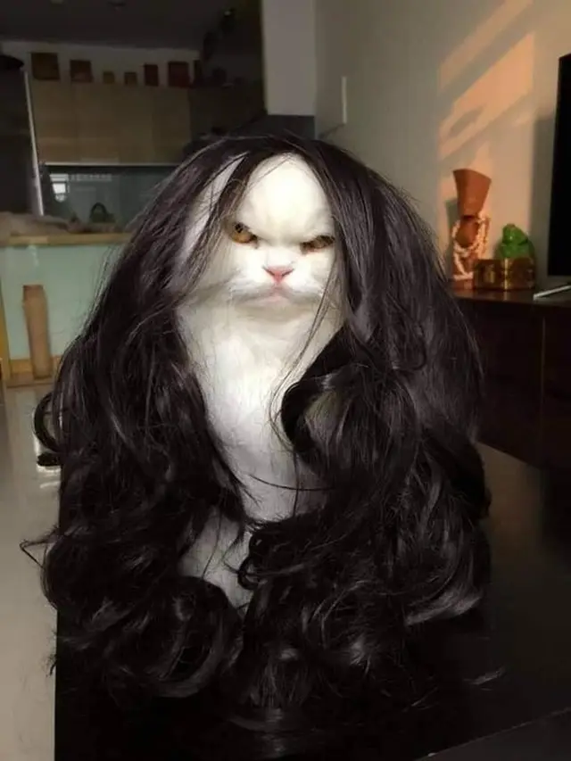 Potret Kucing saat Memakai Wig ini sukses Bikin Gemes