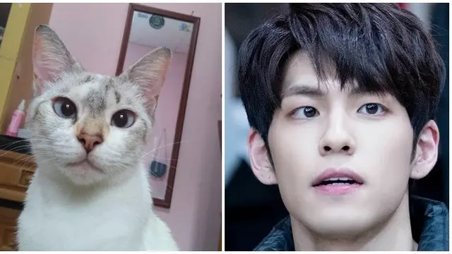 Bikin Gemas, Ini 7 Cocoklogi Kucing Mirip Artis yang Bikin Ketawa Geli