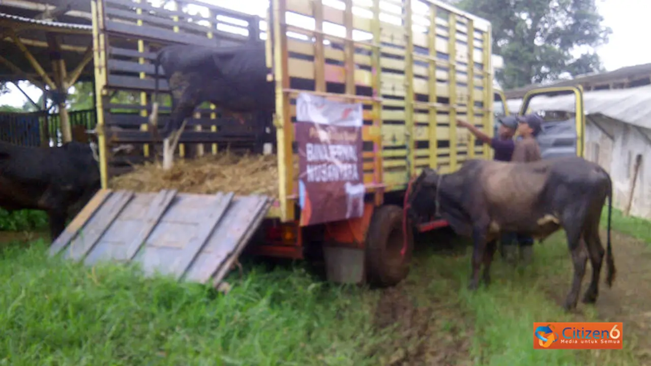 MTN Salurkan 20 Bibit Sapi Kepada Peternak Lokal
