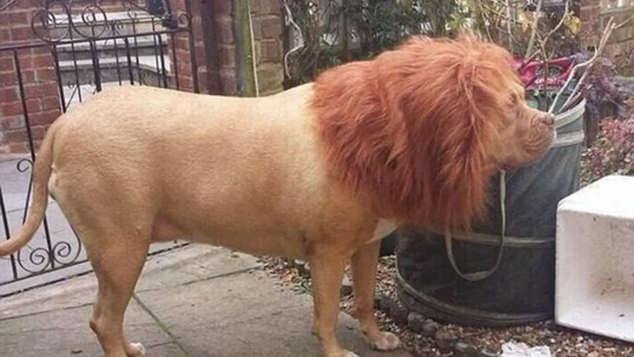 Penampakan Unik Anjing Singa Si Penjaga Rumah 