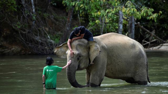 Konservasi Adalah Upaya Pemeliharaan Sesuatu, Pahami Tujuan dan Manfaatnya