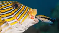 Ikan Bisa Mengenali Wajah Mereka di Cermin dan Foto (Sumber: Encyclopedia Brittanica)