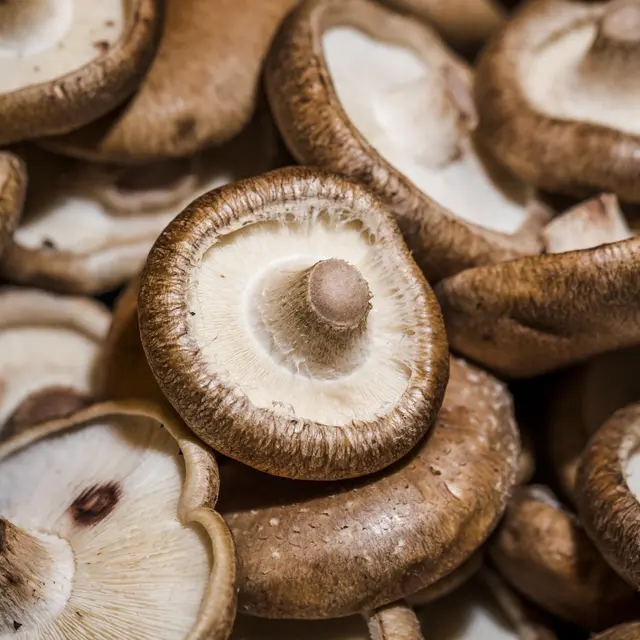 Persiapan Menjelang Panen Jamur Shiitake agar Hasil Maksimal