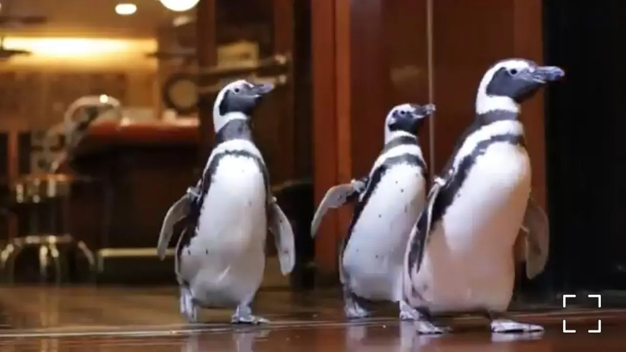 Penguin-Penguin Lucu Duta Kampanye Kurangi Sampah Plastik