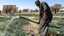 Seorang petani Suriah, Mohamed Ali al-Hussein (22) menyirami kebun semangka dengan selang di dekat panel surya yang digunakan untuk mengairi ladang di sebuah pertanian di pinggiran kota Hasakeh, Suriah timur laut, pada 24 September 2023. (Delil SOULEIMAN/AFP)
