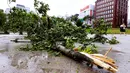 Sebuah pohon tumbang setelah topan melanda Fukuoka, barat daya Jepang, Senin (7/9/2020). Topan yang merupakan badai kuat kedua yang melanda wilayah tersebut dalam sepekan ini menyebabkan sejumlah orang terluka dan banyak bangunan rusak. (Kyodo News via AP)