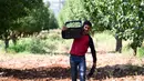 Petani memanen buah pir di Zabadani, pedesaan Damaskus, Suriah, 22 Agustus 2020. Para petani kembali ke lahan pertanian mereka di kota yang dilanda perang itu usai Zabadani berhasil direbut kembali. Tahun ini, para petani menikmati panen pertama setelah bertahun-tahun. (Xinhua/Ammar Safarjalani)