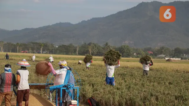 Petani Gorontalo, Pilih Gotong-Royong Ketimbang Gunakan Teknologi Alsintan.(Foto:Liputan6.com/Arfandi Ibrahim)
