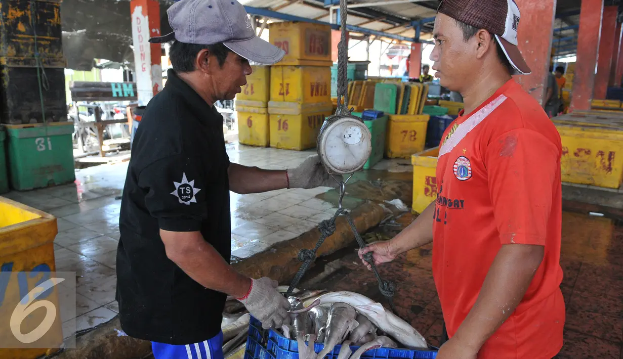 Pekerja saat menimbang ikan hiu di tempat pelelangan ikan, Karangsong, Indramayu, Jawa Barat, Kamis (16/6/2015). Karena permintaan yang masih tinggi nelayan setempat masih memperdagangkan sirip hiu ke luar negri. (Liputan6.com/Herman Zakharia)
