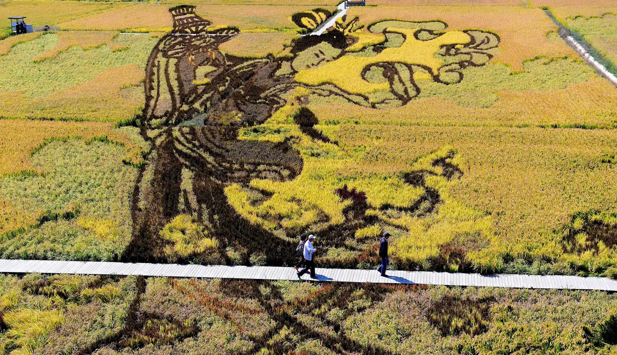 Karya seni bergambar seorang putri tradisional Tiongkok yang terbuat dari varietas padi terlihat di persawahan saat musim panen di Shenyang, China (20/9). Karya seni ini bertujuan mempromosikan pariwisata di daerah tersebut. (AFP Photo/Str/China Out)