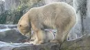 Bayi beruang kutub berjalan bersama induknya Nora saat penampilan publik pertamanya di Kebun Binatang Schoenbrunn, Wina, Austria, Kamis (13/2/2020). Anak beruang kutub yang tidak disebutkan namanya tersebut lahir pada 9 November 2019. (JOE KLAMAR/AFP)